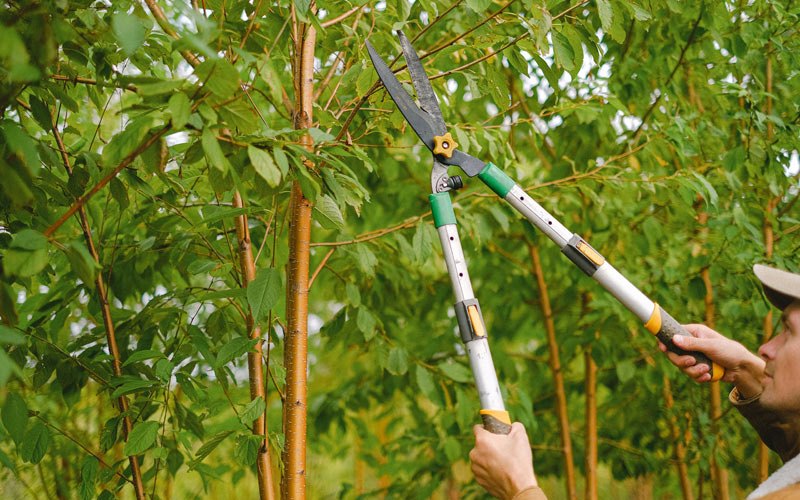 Tree trimming in Jonesborough, TN